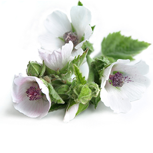 Marsh Mallow Herbasol® Extract Glycerine SB